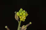 Southern marsh yellowcress